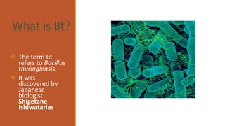 ❖ The term Bt
refers to Bacillus
thuringiensis.
❖ It was
discovered by
Japanese
biologist
Shigetane
Ishiwatarias
What is Bt?
 