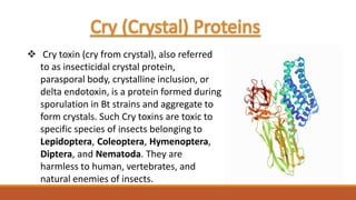 Cry (Crystal) Proteins
❖ Cry toxin (cry from crystal), also referred
to as insecticidal crystal protein,
parasporal body, crystalline inclusion, or
delta endotoxin, is a protein formed during
sporulation in Bt strains and aggregate to
form crystals. Such Cry toxins are toxic to
specific species of insects belonging to
Lepidoptera, Coleoptera, Hymenoptera,
Diptera, and Nematoda. They are
harmless to human, vertebrates, and
natural enemies of insects.
 