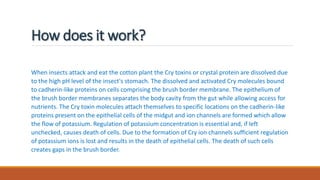 How does it work?
When insects attack and eat the cotton plant the Cry toxins or crystal protein are dissolved due
to the high pH level of the insect's stomach. The dissolved and activated Cry molecules bound
to cadherin-like proteins on cells comprising the brush border membrane. The epithelium of
the brush border membranes separates the body cavity from the gut while allowing access for
nutrients. The Cry toxin molecules attach themselves to specific locations on the cadherin-like
proteins present on the epithelial cells of the midgut and ion channels are formed which allow
the flow of potassium. Regulation of potassium concentration is essential and, if left
unchecked, causes death of cells. Due to the formation of Cry ion channels sufficient regulation
of potassium ions is lost and results in the death of epithelial cells. The death of such cells
creates gaps in the brush border.
 