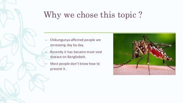Presentation On Chikunguny