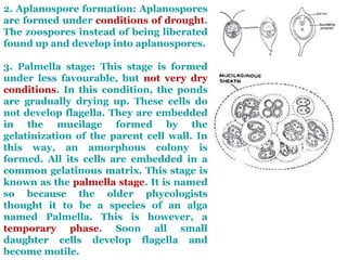 2. Aplanospore formation: Aplanospores
are formed under conditions of drought.
The zoospores instead of being liberated
found up and develop into aplanospores.
3. Palmella stage: This stage is formed
under less favourable, but not very dry
conditions. In this condition, the ponds
are gradually drying up. These cells do
not develop flagella. They are embedded
in the mucilage formed by the
gelatinization of the parent cell wall. In
this way, an amorphous colony is
formed. All its cells are embedded in a
common gelatinous matrix. This stage is
known as the palmella stage. It is named
so because the older phycologists
thought it to be a species of an alga
named Palmella. This is however, a
temporary phase. Soon all small
daughter cells develop flagella and
become motile.
 