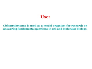 Use:
Chlamydomonas is used as a model organism for research on
answering fundamental questions in cell and molecular biology.
 