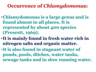 Occurrence of Chlamydomonas:
•Chlamydomonas is a large genus and is
found almost in all places. It is
represented by about 400 species
(Prescott, 1969).
•It is mainly found in fresh water rich in
nitrogen salts and organic matter.
•It is also found in stagnant water of
ponds, pools, ditches, water tanks,
sewage tanks and in slow running water.
 