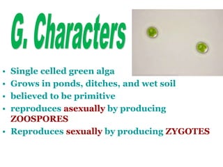 • Single celled green alga
• Grows in ponds, ditches, and wet soil
• believed to be primitive
• reproduces asexually by producing
ZOOSPORES
• Reproduces sexually by producing ZYGOTES
 