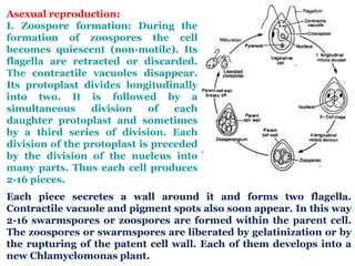 Asexual reproduction:
I. Zoospore formation: During the
formation of zoospores the cell
becomes quiescent (non-motile). Its
flagella are retracted or discarded.
The contractile vacuoles disappear.
Its protoplast divides longitudinally
into two. It is followed by a
simultaneous division of each
daughter protoplast and sometimes
by a third series of division. Each
division of the protoplast is preceded
by the division of the nucleus into
many parts. Thus each cell produces
2-16 pieces.
Each piece secretes a wall around it and forms two flagella.
Contractile vacuole and pigment spots also soon appear. In this way
2-16 swarmspores or zoospores are formed within the parent cell.
The zoospores or swarmspores are liberated by gelatinization or by
the rupturing of the patent cell wall. Each of them develops into a
new Chlamyclomonas plant.
 