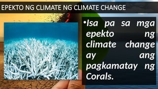 EPEKTO NG CLIMATE NG CLIMATE CHANGE
•Isa pa sa mga
epekto ng
climate change
ay ang
pagkamatay ng
Corals.
 