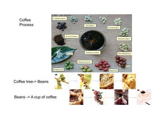Coffee tree-> Beans
Beans -> A cup of coffee
Coffee
Process