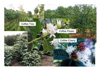 Coffee Tree
Coffee Flower
Coffee Cherry