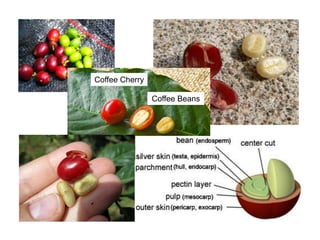 Coffee Cherry
Coffee Beans