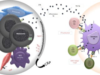 MHC-I
MHC-II
Immature
DC
M2
Macrophag
e
Melanoma
CTA
Differentiation
Ag
Neo Ag
Th2
CD4+
Tcell
Th1
CD4+
Tcell
CD4+ Helper
T Cell
MHC-II
CTL precursor
TCR
CD28
CTL
CD8+
Tcell
FAS-
L
COX2
 