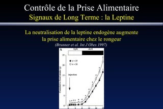Contrôle de la Prise Alimentaire Signaux de Long Terme : la Leptine La neutralisation de la leptine endogène augmente la prise alimentaire chez le rongeur (Brunner et al. Int J Obes 1997)   