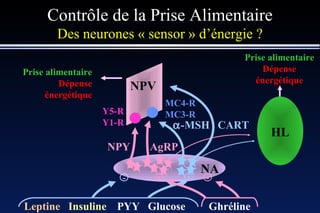 Contrôle de la Prise Alimentaire Des neurones « sensor » d’énergie ? Prise alimentaire Dépense énergétique NA NPY NPV Y5-R Y1-R AgRP  -MSH CART HL MC4-R MC3-R Prise alimentaire Dépense énergétique Glucose Leptine Insuline PYY - + Ghréline + - 