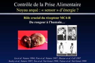 Rôle crucial du récepteur MC4-R Du rongeur à l’humain… Contrôle de la Prise Alimentaire Noyau arqué : « sensor » d’énergie ? Lu et al. Nature 1994; Fan et al. Nature 1997; Huszar et al. Cell 1997 Seeley et al. Nature 1997; Yeo et al. Nat Genet 1998; Vaisse et al. Nat Genet 1998 