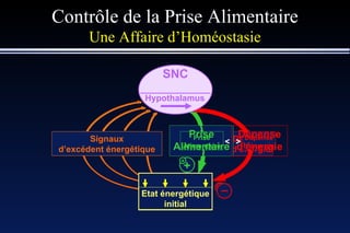 Contrôle de la Prise Alimentaire Une Affaire d’Homéostasie Hypothalamus Signaux d’équilibre énergétique Signaux de carence énergétique Signaux d’excédent énergétique Dépense d’énergie + _ = Prise Alimentaire Etat énergétique stable Dépense d’énergie + _ = Prise Alimentaire > Carence   énergétique Dépense d’énergie + _ Prise Alimentaire < SNC Excédent  énergétique Etat énergétique initial 