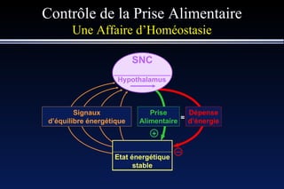 Contrôle de la Prise Alimentaire Une Affaire d’Homéostasie Hypothalamus Signaux d’équilibre énergétique Dépense d’énergie + _ = Prise Alimentaire Etat énergétique stable SNC 