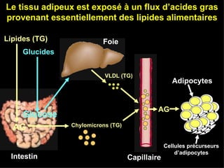 Intestin Lipides (TG) Glucides AG Glucose Foie Capillaire Adipocytes Cellules précurseurs d’adipocytes Chylomicrons (TG) AG VLDL (TG) Le tissu adipeux est exposé à un flux d’acides gras provenant essentiellement des lipides alimentaires 