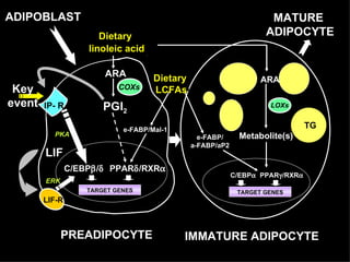 MATURE  ADIPOCYTE IMMATURE ADIPOCYTE C/EBP  PPAR  /RXR  e-FABP/ a-FABP/aP2 TARGET GENES ARA Metabolite(s) LOXs TG LCFAs Arachidonic acid (ARA) PPAR  /RXR  e-FABP/Mal-1 TARGET GENES C/EBP  /  ARA PGI 2 PREADIPOCYTE Key event COXs IP- R LIF LIF-R ADIPOBLAST PKA ERK Dietary  LCFAs Dietary  linoleic acid 