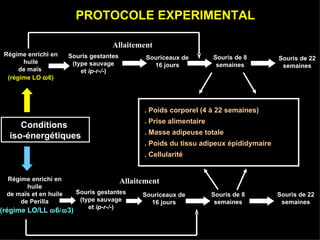 PROTOCOLE EXPERIMENTAL Souris gestantes (type sauvage et  ip-r-/- ) Régime enrichi en huile de maïs  (régime LO   6) Allaitement Souriceaux de 16 jours Souris de 8 semaines Souris de 22 semaines Allaitement . Poids corporel (4 à 22 semaines) . Prise alimentaire . Masse adipeuse totale . Poids du tissu adipeux épididymaire . Cellularité Régime enrichi en huile de maïs et en huile de Perilla Souris gestantes (type sauvage et  ip-r-/- ) Souriceaux de 16 jours Souris de 8 semaines Souris de 22 semaines Conditions  iso-énergétiques (régime LO/LL   6  3) 