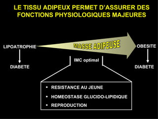 LIPOATROPHIE DIABETE IMC optimal OBESITE DIABETE LE TISSU ADIPEUX PERMET D’ASSURER DES FONCTIONS PHYSIOLOGIQUES MAJEURES MASSE ADIPEUSE  REPRODUCTION RESISTANCE AU JEUNE HOMEOSTASE GLUCIDO-LIPIDIQUE 