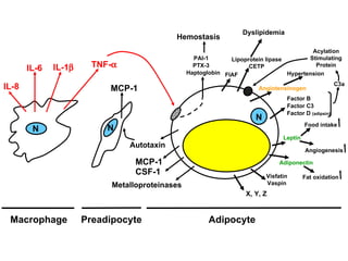 N Macrophage Preadipocyte Adipocyte N N IL-6 IL-1  TNF-  MCP-1 MCP-1 CSF-1 Haptoglobin PTX-3 PAI-1 Hemostasis Lipoprotein lipase CETP  Dyslipidemia Angiotensinogen Hypertension Leptin Adiponectin X, Y, Z IL-8 FIAF Visfatin Vaspin Metalloproteinases Autotaxin Factor B Factor C3 Factor D  (adipsin) C3a Acylation Stimulating Protein Food intake Angiogenesis Fat oxidation 