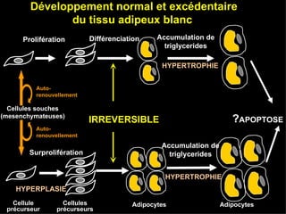 IRREVERSIBLE Accumulation de triglycerides HYPERTROPHIE ? APOPTOSE Développement normal et excédentaire du tissu adipeux blanc  Surprolifération HYPERPLASIE HYPERTROPHIE Prolifération Différenciation Adipocytes Adipocytes Cellule précurseur Cellules souches (mesenchymateuses) Auto-renouvellement Auto-renouvellement Cellules précurseurs Accumulation de triglycerides 
