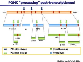 Modified by  Coll et al., 2004 POMC “processing” post-transcriptionnel PC1 site clivage  Hypothalamus PC2 site clivage Hypophyse NH 2 COOH N-teminal JP ACTH Β -LPHl γ 3 -MSH γ 1 -MSH α -MSH CLIP γ -LPH β -MSH β -end 1-27 
