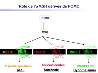 Rôle de l’  MSH dérivée de POMC MC1-R MC4-R MC2-R Surrenale Hypothalamus peau Pigment Eumelanine Inhibition PA Glucorticoïdes POMC MSH s s 
