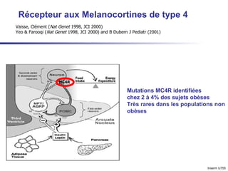 Récepteur aux Melanocortines de type 4  MC4R Vaisse, Clément ( Nat Genet  1998, JCI 2000)  Yeo & Farooqi ( Nat Genet  1998, JCI 2000) and B Dubern J Pediatr (2001)  Mutations MC4R identifiées  chez 2 à 4% des sujets obèses Très rares dans les populations non obèses Inserm U755 