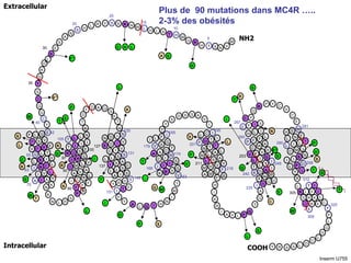 Plus de  90 mutations dans MC4R ….. 2-3% des obésités Inserm U755 305 E V F V T L G V I S L L E N I L V I V A I A N K N L S C I L L T I I I T E S G N S V S V L M D A V A F F Y D N V I D S V I C S S L L A S I C S L L S I A D R Y F F T I I T M F F T M L A L M A S L Y V H M F L M A R L H I K R I I G S V T C A A W I C S I I I G V R K V T L F F P A W C V V F V G I L I T L T I A G K M N A G Q R I L N Y A L F N L Y L I L I M C N S I I D P L I Y A H S P M S T T V N I A L Q Y H N M I I I S S Y D A S V I I C L V L P G T A G C P Q N P Y C V C F M S H Y P N S V F L E A S H L R Y S S Q F R S Q E L R K T F K E I I C C L P G L L G C D L S S R Y H L W N R G M H T S L V N S T H R M K G G L S E S C Y G G D S Y D S T F Q A D I L H S I Y F 5 249 10 15 20 25 151 131 120 127 70 63 42 80 90 97 105 137 145 163 174 168 195 179 211 253 242 260 281 298 55 185 267 235 201 216 30 35 40 K V 100 290 308 312 320 H S H L C F* M C S M L I D T P L T D I P W Q -- V T P S E I S S* Y S P H T W S T Q A V* S L K T S R K V L L C R N S S N R NH2 COOH Extracellular Intracellular 