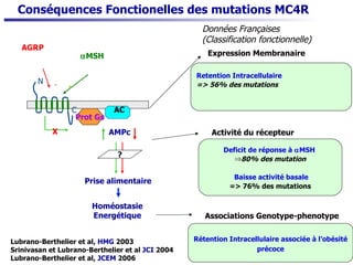 Conséquences Fonctionelles des mutations  MC4R AGRP AMPc ? X  MSH Prise alimentaire Homéostasie Energétique Prot Gs + - Données Françaises (Classification fonctionnelle) Expression Membranaire  Activité du récepteur  Associations Genotype-phenotype AC N C Retention Intracellulaire   => 56% des mutations Deficit de réponse à   MSH  80% des mutation Baisse activité basale => 76% des mutations Rétention Intracellulaire associée à l’obésité précoce Lubrano-Berthelier et al,  HMG  2003 Srinivasan et Lubrano-Berthelier et al  JCI  2004 Lubrano-Berthelier et al,  JCEM  2006 