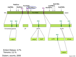 Pre-POMC NH 2 COOH JP PC2 ß-MSH ß-Endo CLI P α -MSH  -LPH  -MSH ACTH N-terminal peptide ß-LPH Asp53Gly Pro132Ala Phe144Leu Ala195Thr Glu214Gly Arg236Gly Phe87Leu Gly96Cys Leu209Pro Enfant Obèses: 3,7% Témoins; 2,2 % Dubern, soumis, 2006 Inserm U755 PC1 PC2 PC1 PC1 PC2 PC2 PC2 PC2 