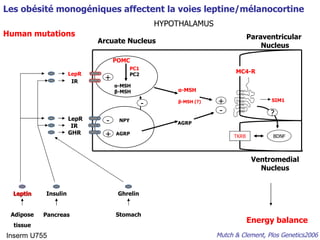 Energy balance Human mutations Les obésité monogéniques affectent la voies leptine/mélanocortine Mutch & Clement, Plos Genetics2006 Inserm U755 Leptin Insulin Ghrelin POMC PC1 PC2 α - MSH β - MSH Arcuate Nucleus Paraventricular  Nucleus MC4-R AGRP NPY AGRP LepR LepR IR GHR Adipose tissue Pancreas Stomach IR α - MSH β - MSH (?) + + - - + - HYPOTHALAMUS SIM1 BDNF TKRB ? Ventromedial Nucleus 
