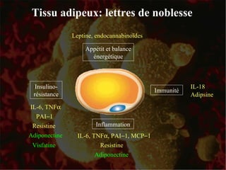Tissu adipeux: lettres de noblesse Appétit et balance énergétique Leptine, endocannabinoïdes Immunité Inflammation Insulino-résistance IL-18 Adipsine IL-6, TNF  PAI  MCP  Adiponectine Resistine IL-6, TNF  Adiponectine PAI  Resistine Visfatine 