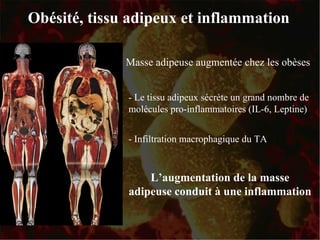 Obésité, tissu adipeux et inflammation - Infiltration macrophagique du TA - Le tissu adipeux sécrète un grand nombre de molécules pro-inflammatoires (IL-6, Leptine) L’augmentation de la masse adipeuse conduit à une inflammation Masse adipeuse augmentée chez les obèses 