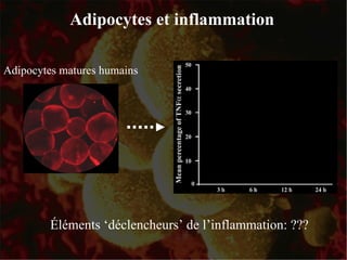 Adipocytes et inflammation Éléments ‘déclencheurs’ de l’inflammation: ??? Adipocytes matures humains 