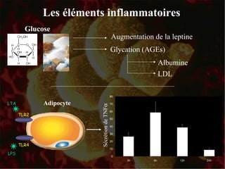 Les éléments inflammatoires Augmentation de la leptine Glycation (AGEs) Albumine LDL Glucose LTA LPS Adipocyte TLR2 TLR4 Sécrétion de TNF  