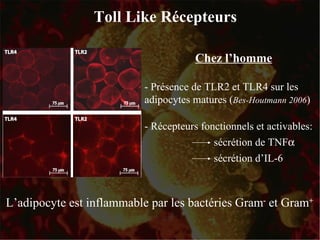 Toll Like Récepteurs - Récepteurs fonctionnels et activables: Chez l’homme L’adipocyte est inflammable par les bactéries Gram -  et Gram + - Présence de TLR2 et TLR4 sur les adipocytes matures ( Bes-Houtmann 2006 ) sécrétion de TNF  sécrétion d’IL-6 
