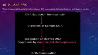 Presentation dna fingerprinting | PPTX