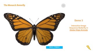 Demo 3 
Interactive Image 
Sequence Butterfly in 
Adobe Edge Animate 
 