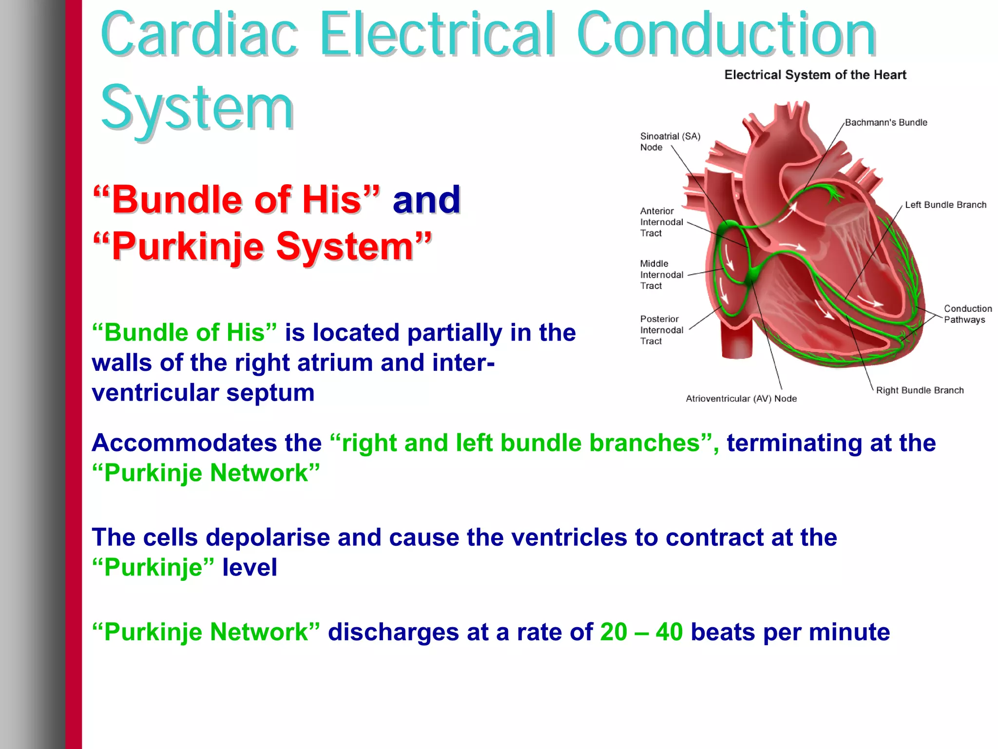 Cardiac Electrical Conduction
System
“Bundle of His” and
“Purkinje System”

“Bundle of His” is located partially in the
walls of the right atrium and inter-
ventricular septum

Accommodates the “right and left bundle branches”, terminating at the
“Purkinje Network”

The cells depolarise and cause the ventricles to contract at the
“Purkinje” level

“Purkinje Network” discharges at a rate of 20 – 40 beats per minute
 