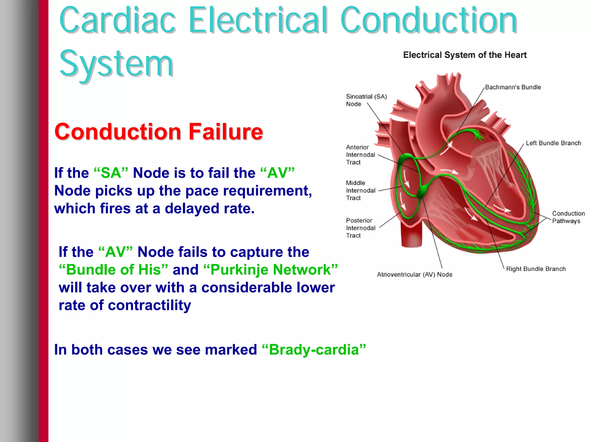 Cardiac Electrical Conduction
System
Conduction Failure
If the “SA” Node is to fail the “AV”
Node picks up the pace requirement,
which fires at a delayed rate.

If the “AV” Node fails to capture the
“Bundle of His” and “Purkinje Network”
will take over with a considerable lower
rate of contractility


In both cases we see marked “Brady-cardia”
 