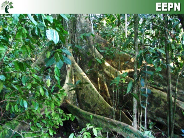 Deforestation for paper production