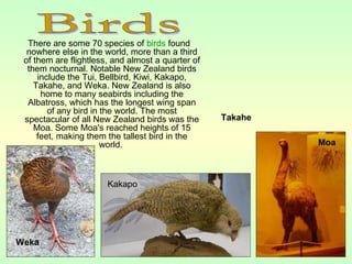 There are some 70 species of birds found
nowhere else in the world, more than a third
of them are flightless, and almost a quarter of
them nocturnal. Notable New Zealand birds
include the Tui, Bellbird, Kiwi, Kakapo,
Takahe, and Weka. New Zealand is also
home to many seabirds including the
Albatross, which has the longest wing span
of any bird in the world. The most
spectacular of all New Zealand birds was the
Moa. Some Moa's reached heights of 15
feet, making them the tallest bird in the
world.
Weka
Moa
Kakapo
Takahe
 