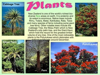 New Zealand is one of the world’s richest bio-
diverse flora areas on earth. It is endemic and
its extent is enormous. Native trees include
Rimu, Totara, Matai, Kahikatea, Rata, Tawa
and many species of ferns including some giant
tree ferns. Other notable trees include the
Cabbage Tree, the Nikau Palm which is New
Zealand's only palm tree, and the Giant Kauri,
which hold the record for the greatest timber
volume of any tree. One of the most noticeable
plants is the Pohutukawa which detonates with
brilliant red flowers around December.
Cabbage Tree
Nikau Palm
Pohutukawa
Fern
Rata
 
