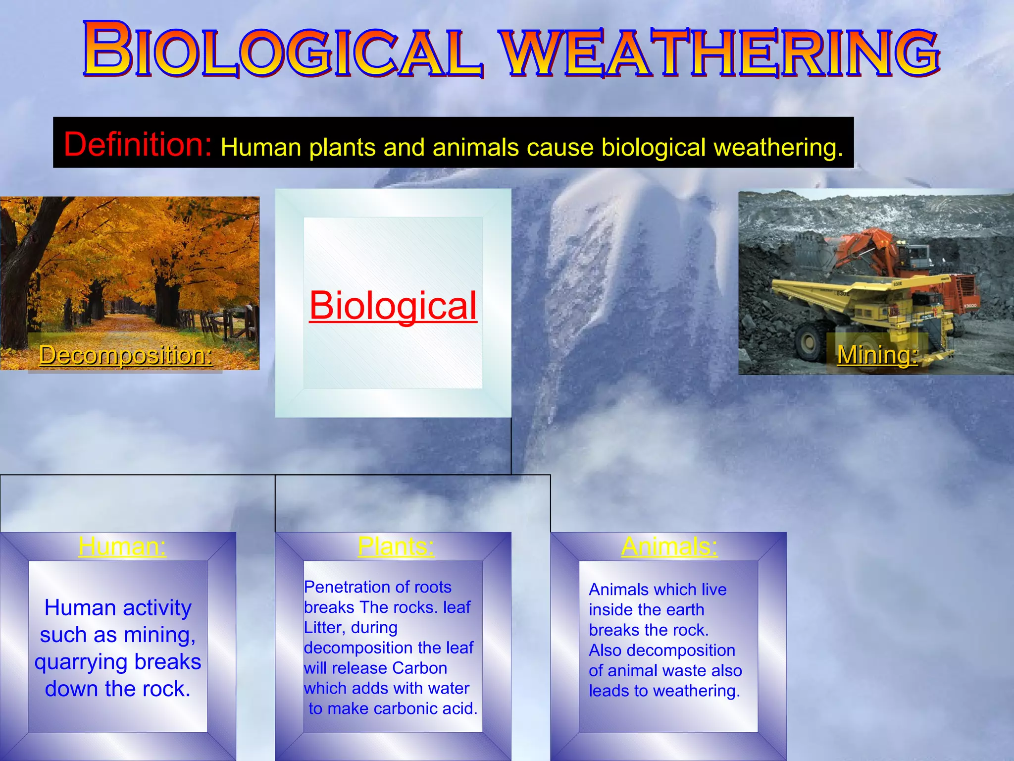 Biological weathering Definition:   Human plants and animals cause biological weathering. Animals which live inside the earth breaks the rock. Also decomposition of animal waste also leads to weathering. Mining: Decomposition: Human: Plants: Animals: Biological Human activity such as mining, quarrying breaks down the rock. Penetration of roots breaks The rocks. leaf   Litter, during decomposition the leaf will release Carbon  which adds with water to   make carbonic acid.   