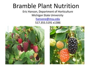 Bramble Plant Nutrition
   Eric Hanson, Department of Horticulture
          Michigan State University
             hansone@msu.edu
             517.355.5191 x1386
 