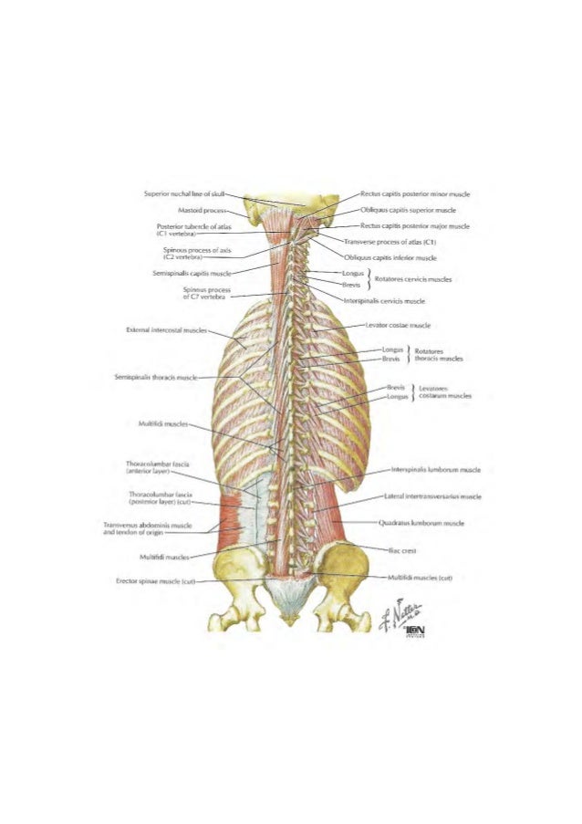 Examination and Treatment of the Thoracic Spine and Ribs diagram of yellow elastic tissue 