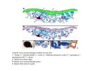 A and B. Cross-section through a leaflet of a true fern
1 = frond, 2 = vascular bundle, 3 = sorus, 4 = indusium (protective scale), 5 = sporangia, 6 =
sporangium wall, 7 = spores
C. Detail of an entire spore
D. Detail van a section through spores.
E. Detail of the wall of a spore
 