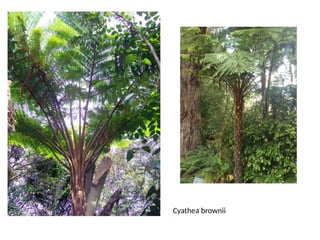 Cyathea brownii
 