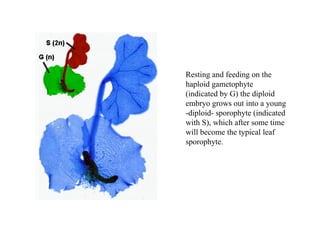 Resting and feeding on the
haploid gametophyte
(indicated by G) the diploid
embryo grows out into a young
-diploid- sporophyte (indicated
with S), which after some time
will become the typical leaf
sporophyte.
 